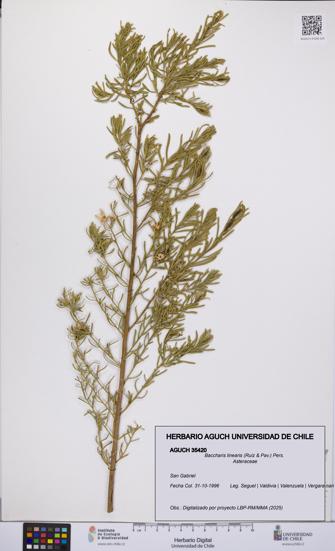 Baccharis linearis [Espécimen: UCH:AGUCH:0035420]
