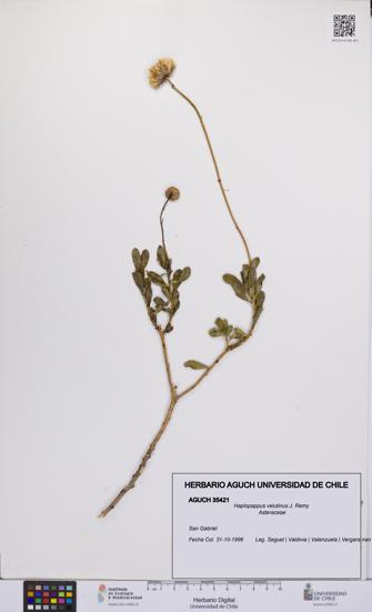 Haplopappus velutinus [Espécimen: UCH:AGUCH:0035421]