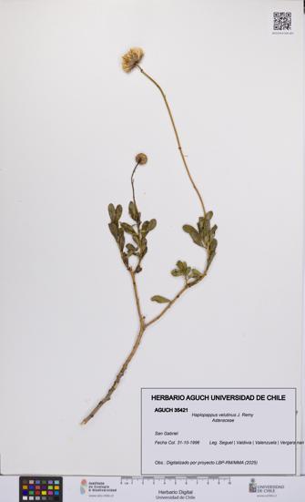 Haplopappus velutinus [Espécimen: UCH:AGUCH:0035421]