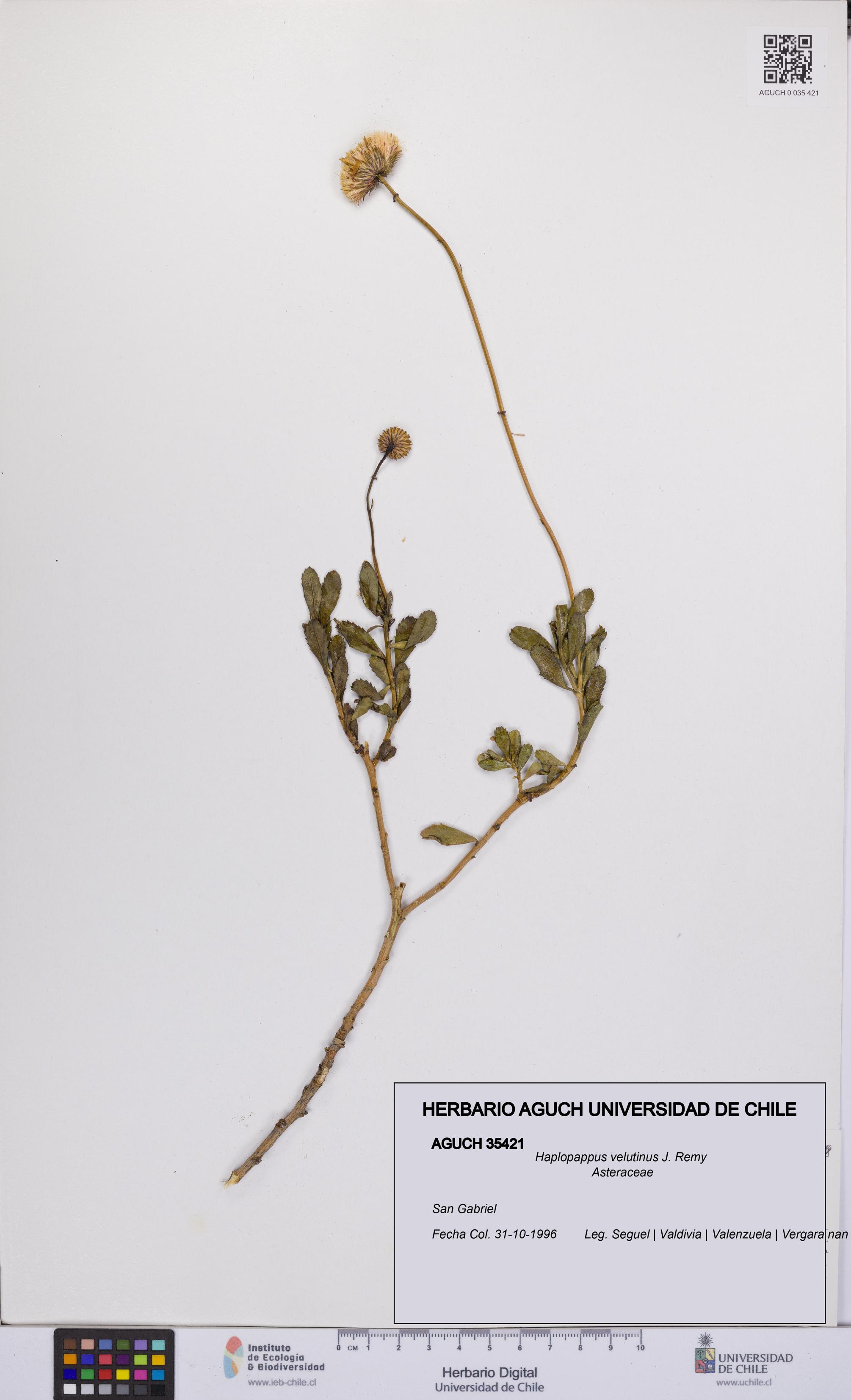 Haplopappus velutinus [Espécimen: UCH:AGUCH:0035421]