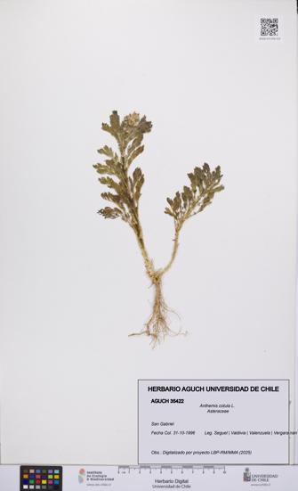 Anthemis cotula [Espécimen: UCH:AGUCH:0035422]