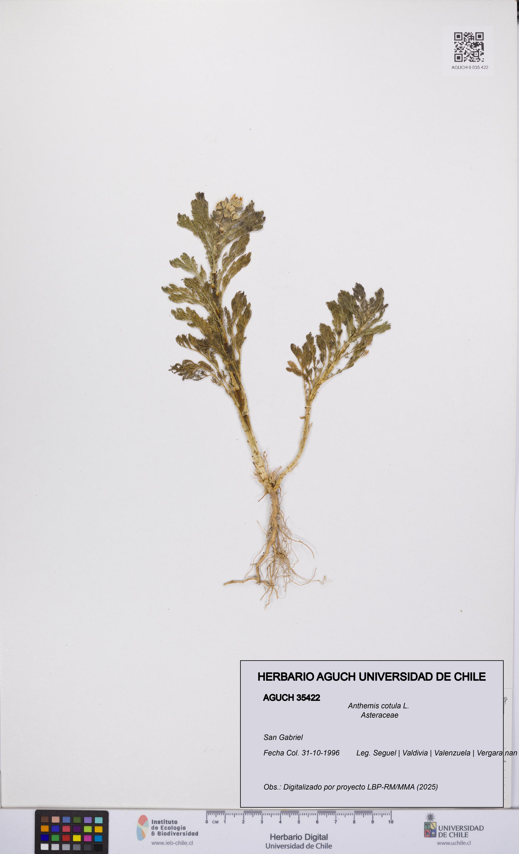 Anthemis cotula [Espécimen: UCH:AGUCH:0035422]