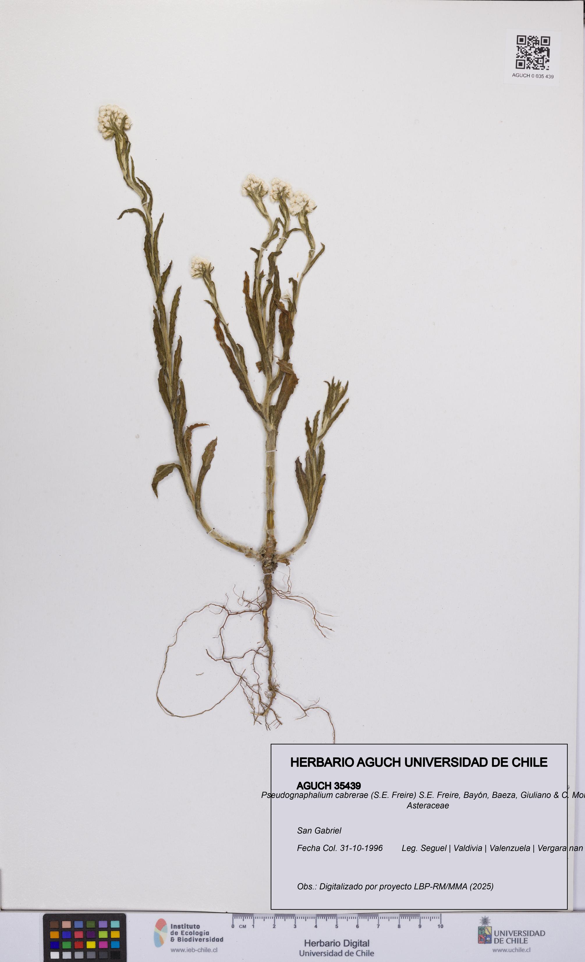 Pseudognaphalium cabrerae [Espécimen: UCH:AGUCH:0035439]