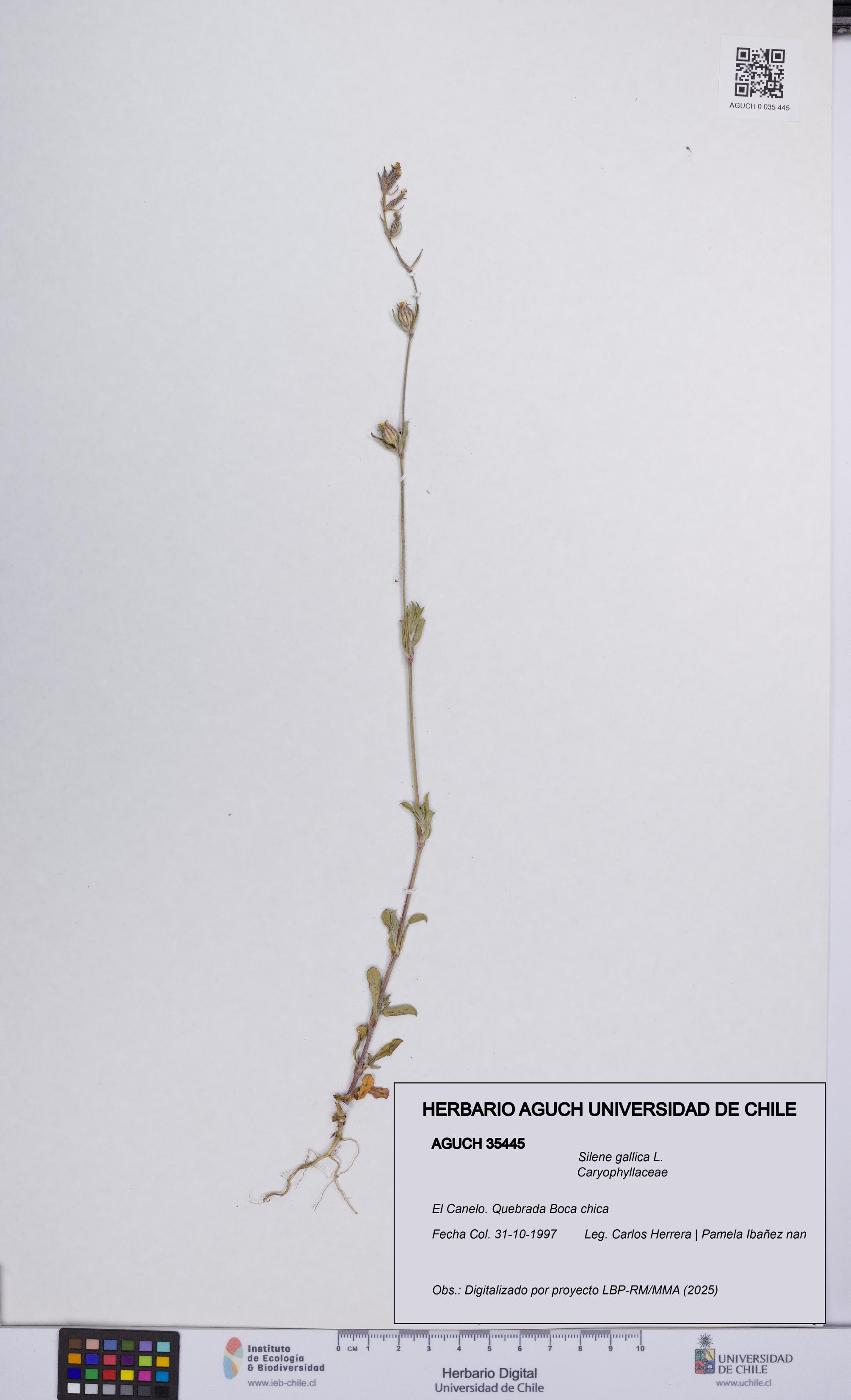 Silene gallica [Espécimen: UCH:AGUCH:0035445]