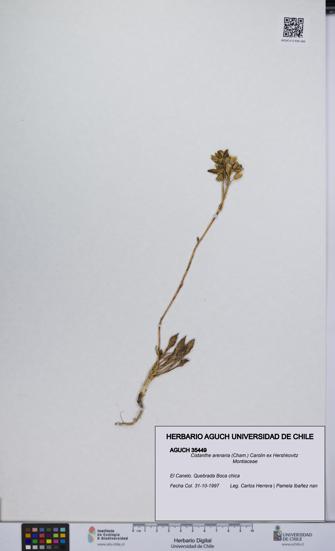 Cistanthe arenaria [Espécimen: UCH:AGUCH:0035449]