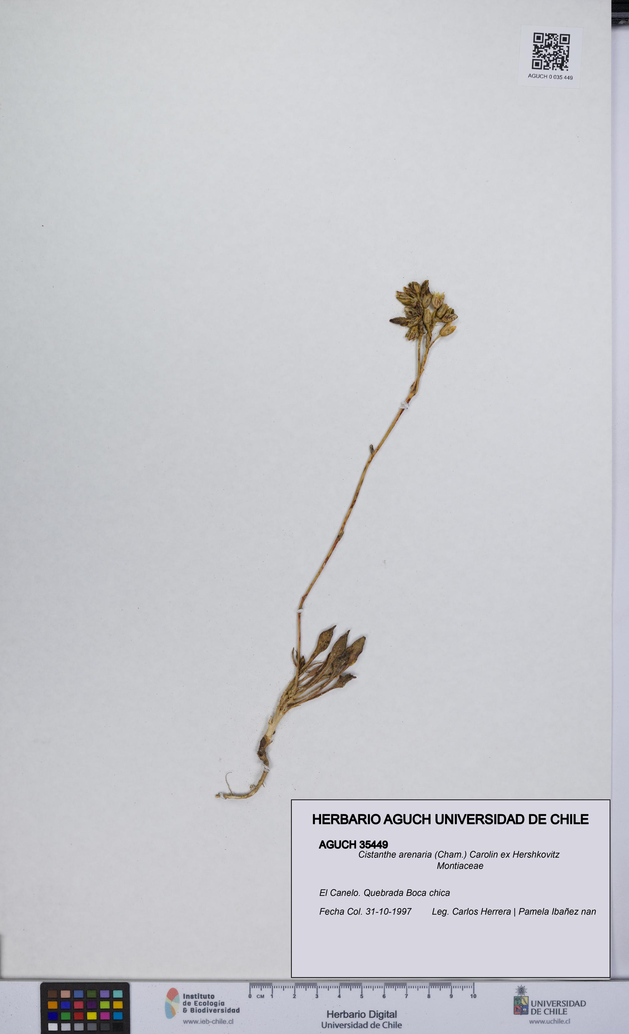 Cistanthe arenaria [Espécimen: UCH:AGUCH:0035449]