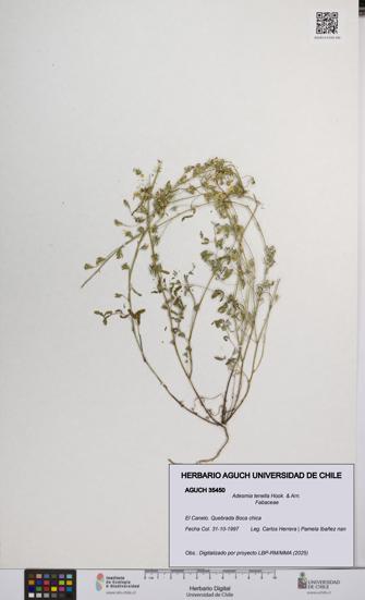 Adesmia tenella [Espécimen: UCH:AGUCH:0035450]