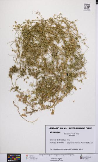 Bowlesia uncinata [Espécimen: UCH:AGUCH:0035482]