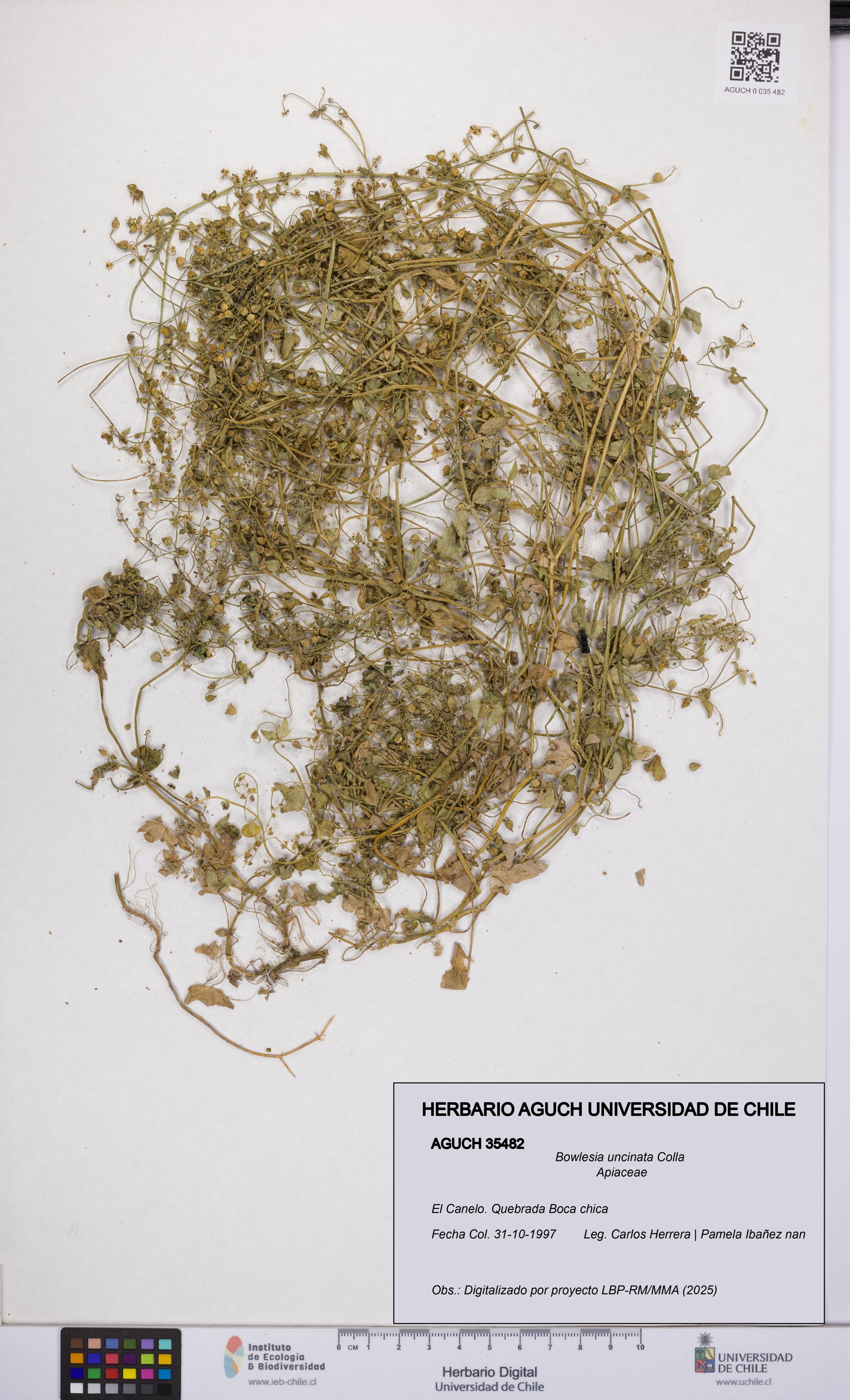 Bowlesia uncinata [Espécimen: UCH:AGUCH:0035482]