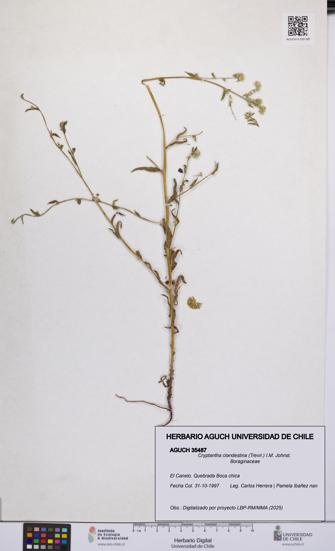 Cryptantha clandestina [Espécimen: UCH:AGUCH:0035487]