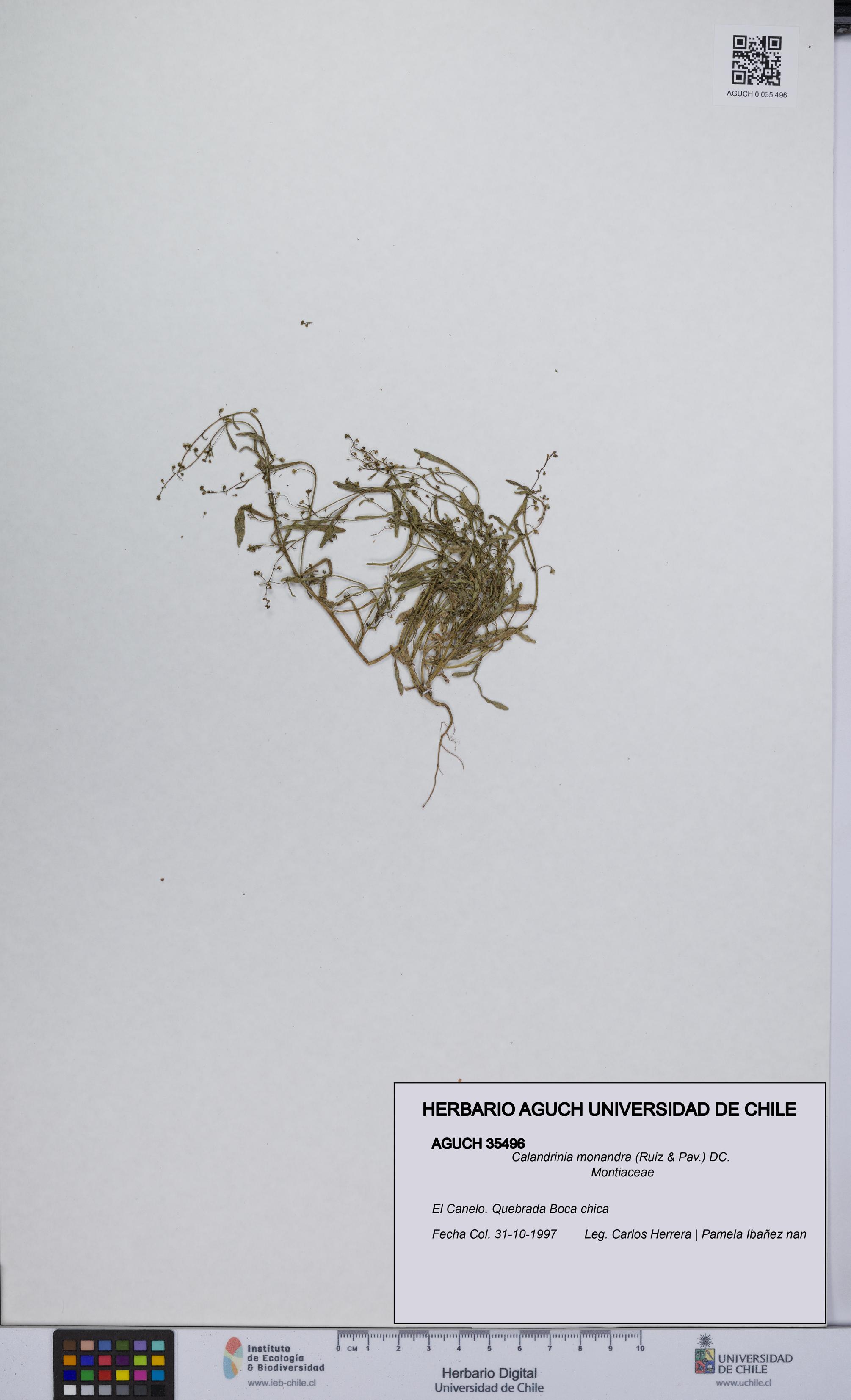 Calandrinia monandra [Espécimen: UCH:AGUCH:0035496]