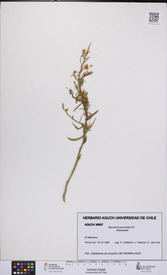 Baccharis paniculata [Espécimen: UCH:AGUCH:0035507]