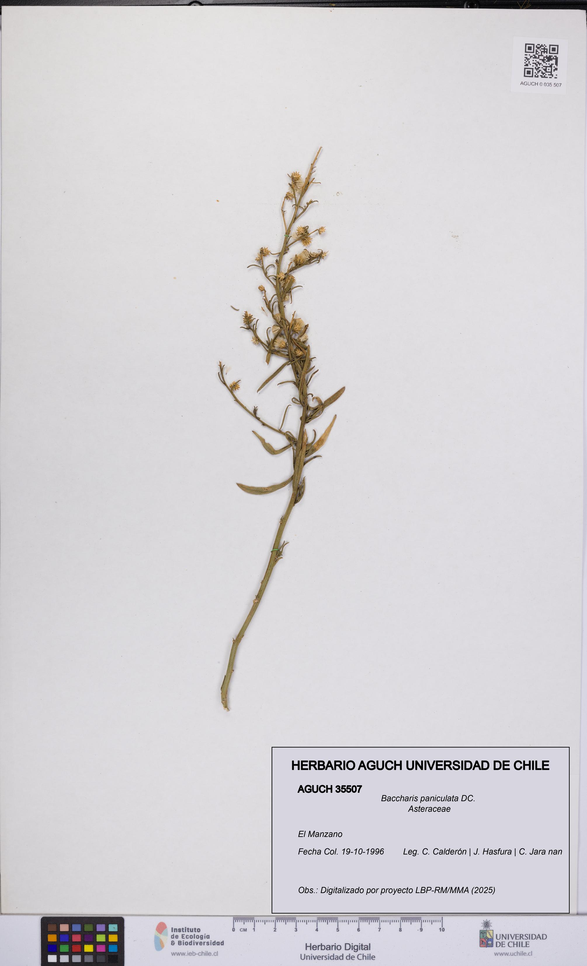 Baccharis paniculata [Espécimen: UCH:AGUCH:0035507]