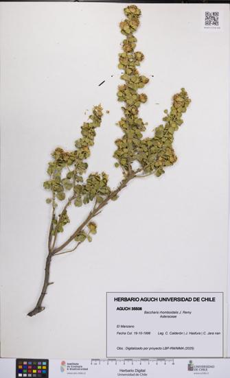 Baccharis rhomboidalis [Espécimen: UCH:AGUCH:0035508]
