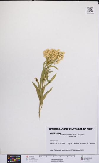 Baccharis salicifolia [Espécimen: UCH:AGUCH:0035509]
