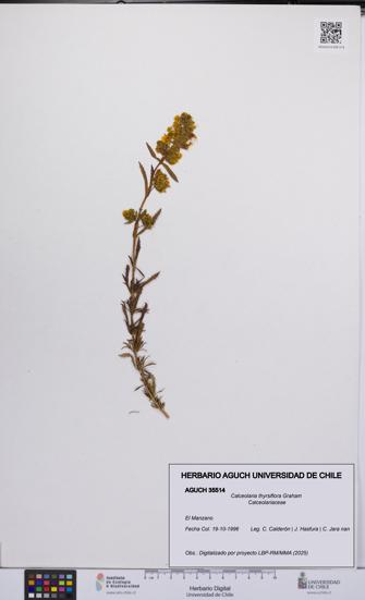 Calceolaria thyrsiflora [Espécimen: UCH:AGUCH:0035514]