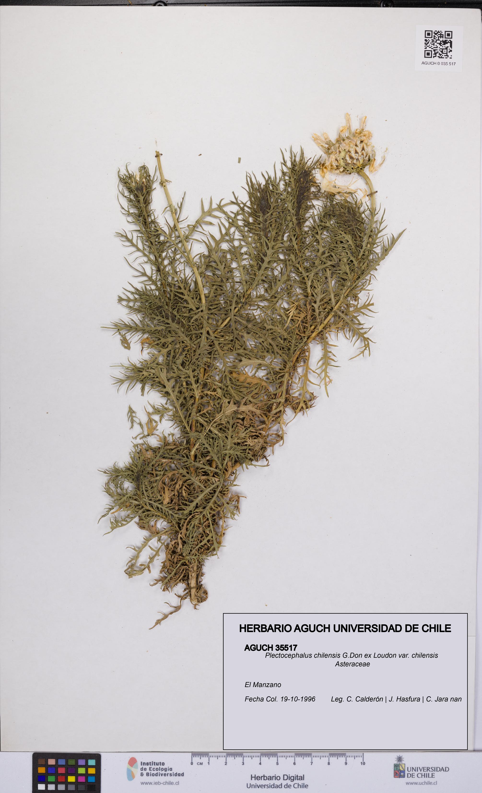 Plectocephalus chilensis var. chilensis [Espécimen: UCH:AGUCH:0035517]