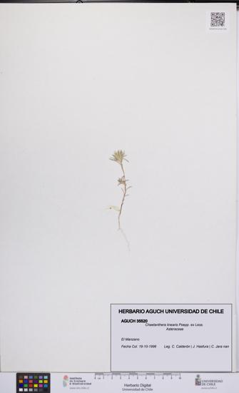 Chaetanthera linearis [Espécimen: UCH:AGUCH:0035520]