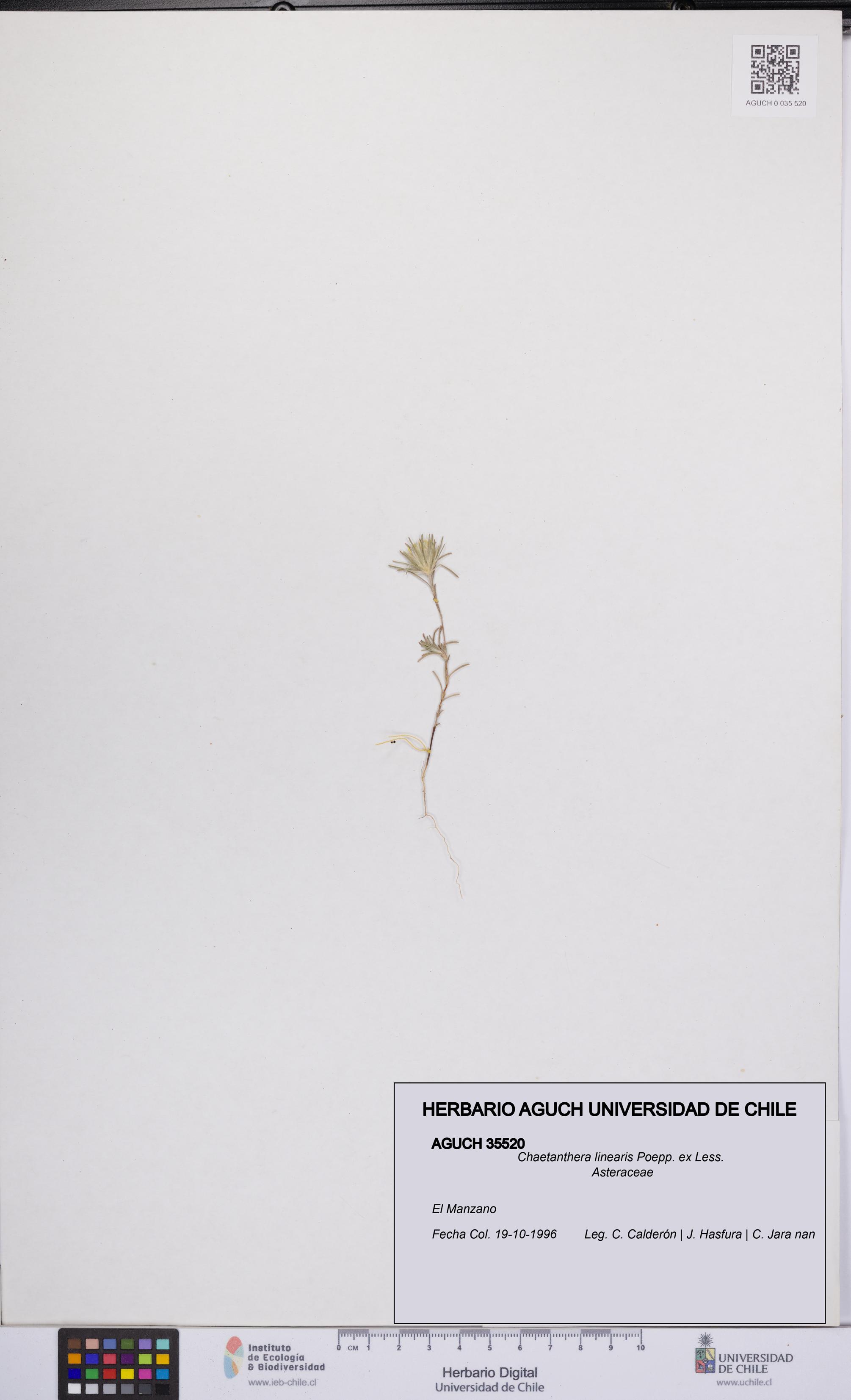 Chaetanthera linearis [Espécimen: UCH:AGUCH:0035520]