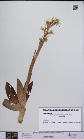 Gavilea glandulifera [Espécimen: UCH:AGUCH:0035535]