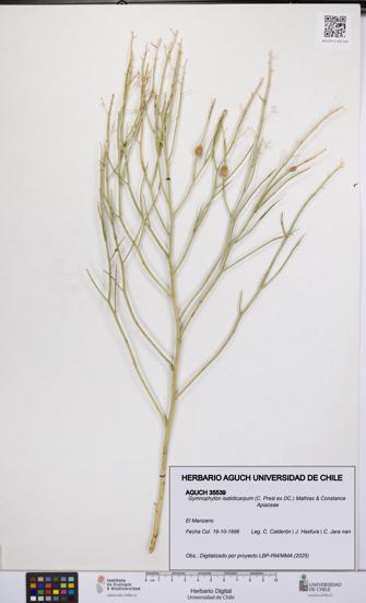 Gymnophyton isatidicarpum [Espécimen: UCH:AGUCH:0035539]