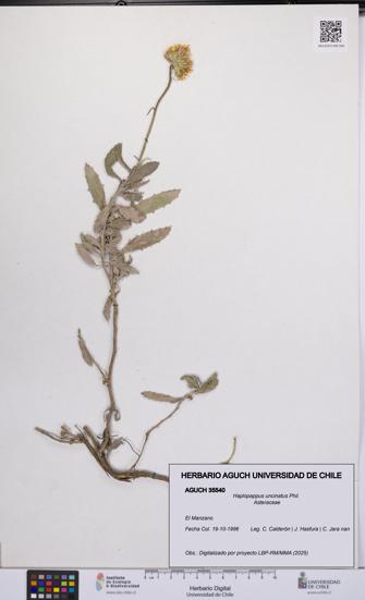 Haplopappus uncinatus [Espécimen: UCH:AGUCH:0035540]