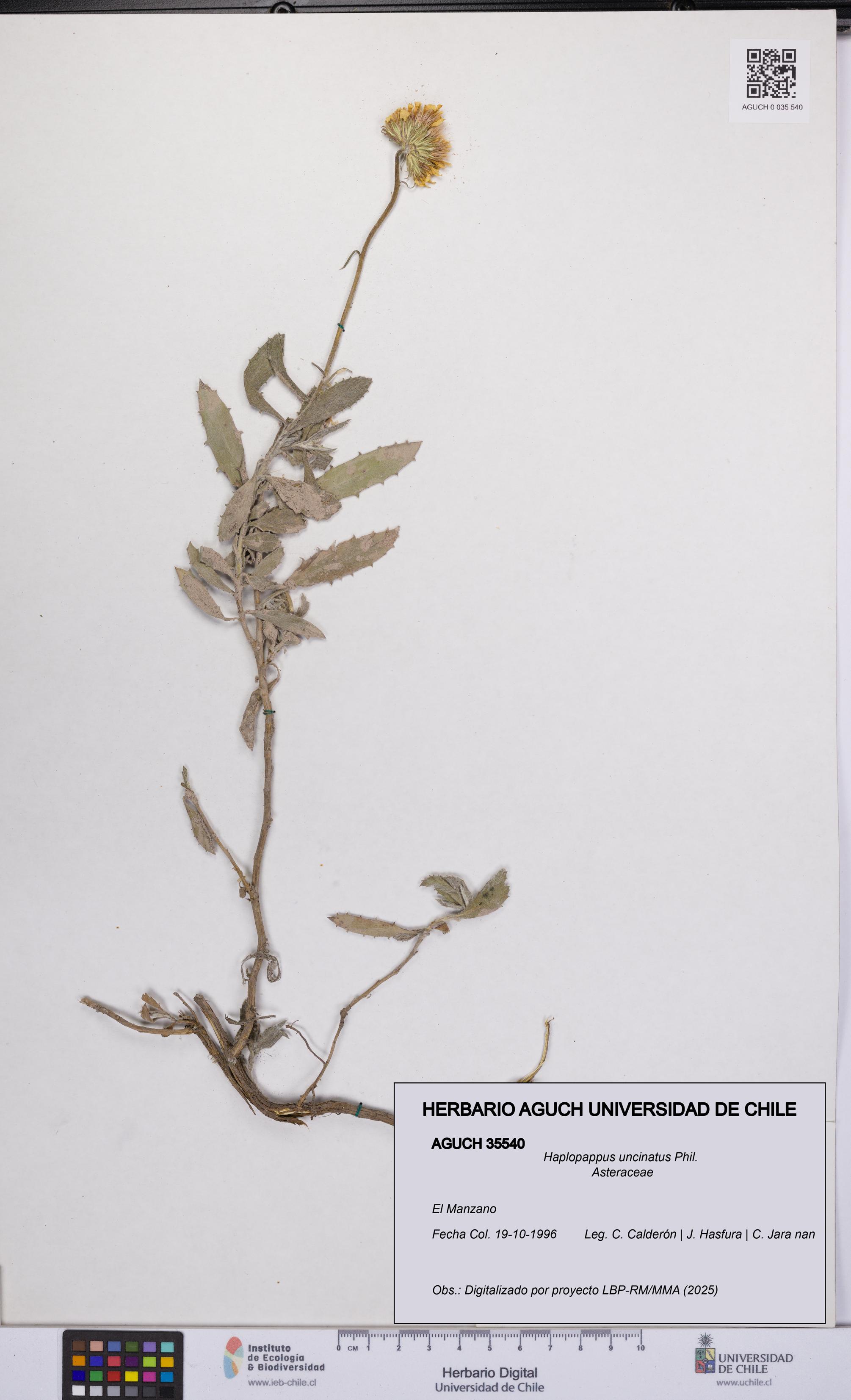 Haplopappus uncinatus [Espécimen: UCH:AGUCH:0035540]