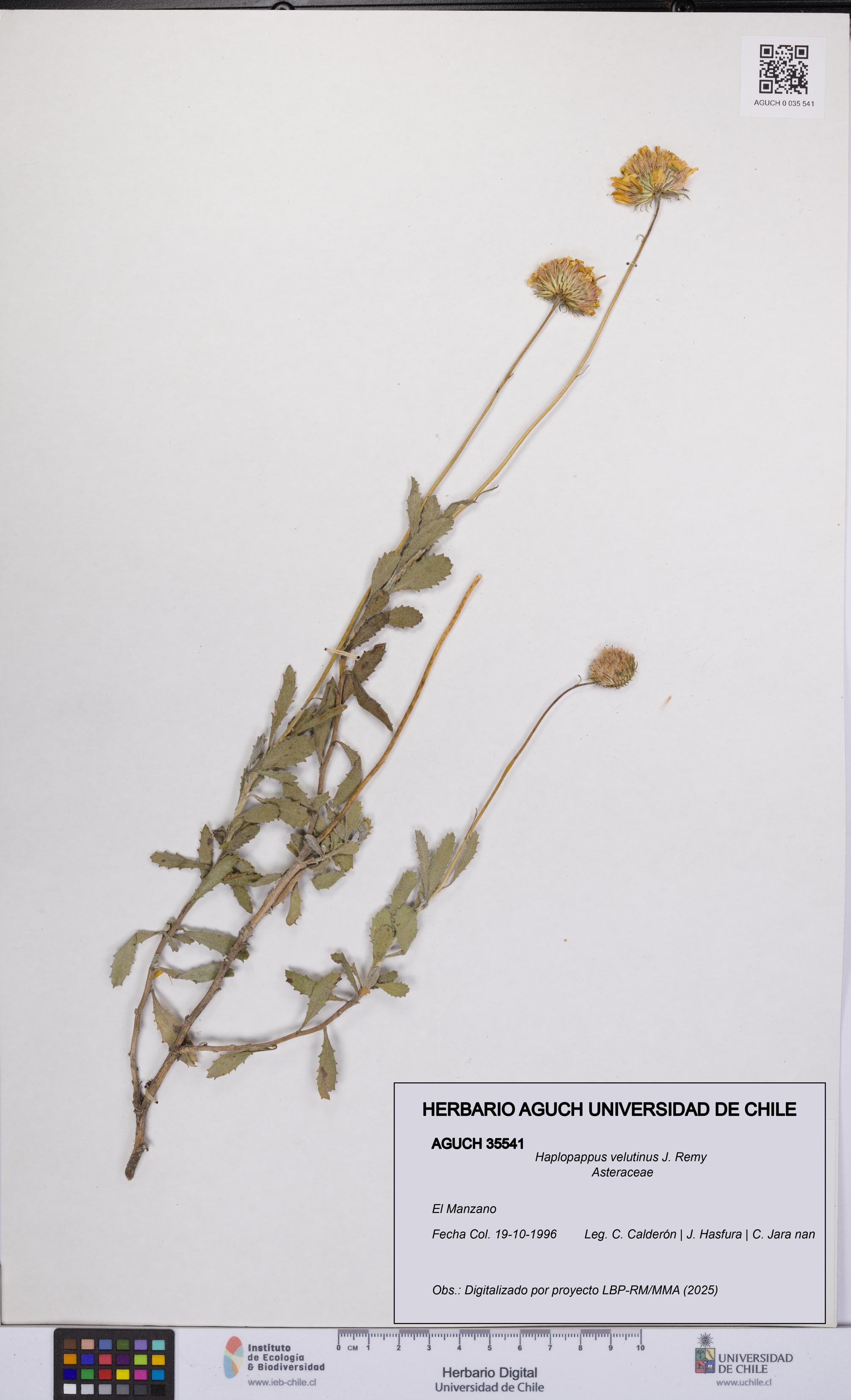 Haplopappus velutinus [Espécimen: UCH:AGUCH:0035541]