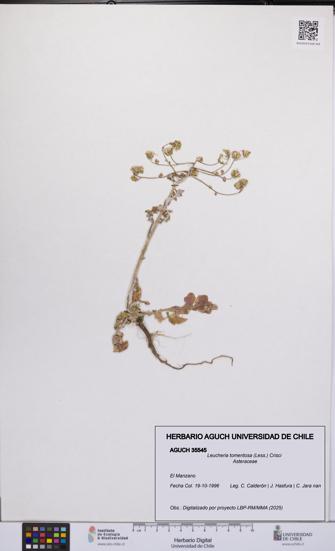 Leucheria tomentosa [Espécimen: UCH:AGUCH:0035545]