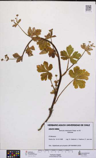 Sanicula crassicaulis [Espécimen: UCH:AGUCH:0035564]