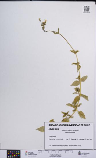 Stellaria chilensis [Espécimen: UCH:AGUCH:0035568]