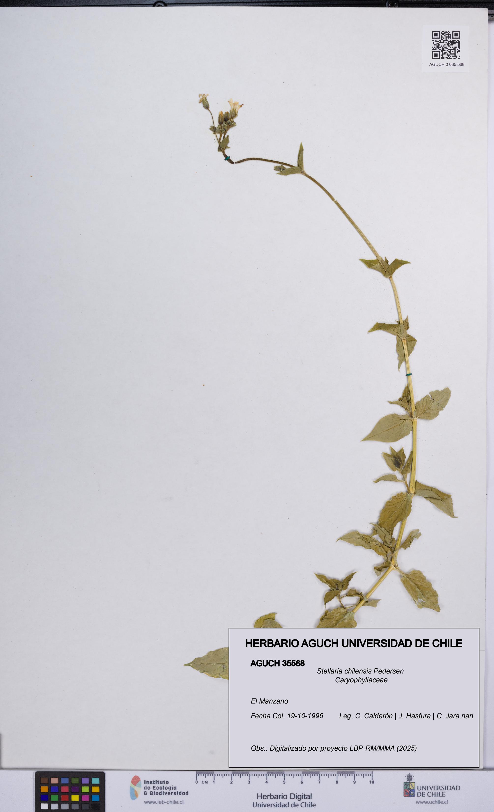 Stellaria chilensis [Espécimen: UCH:AGUCH:0035568]