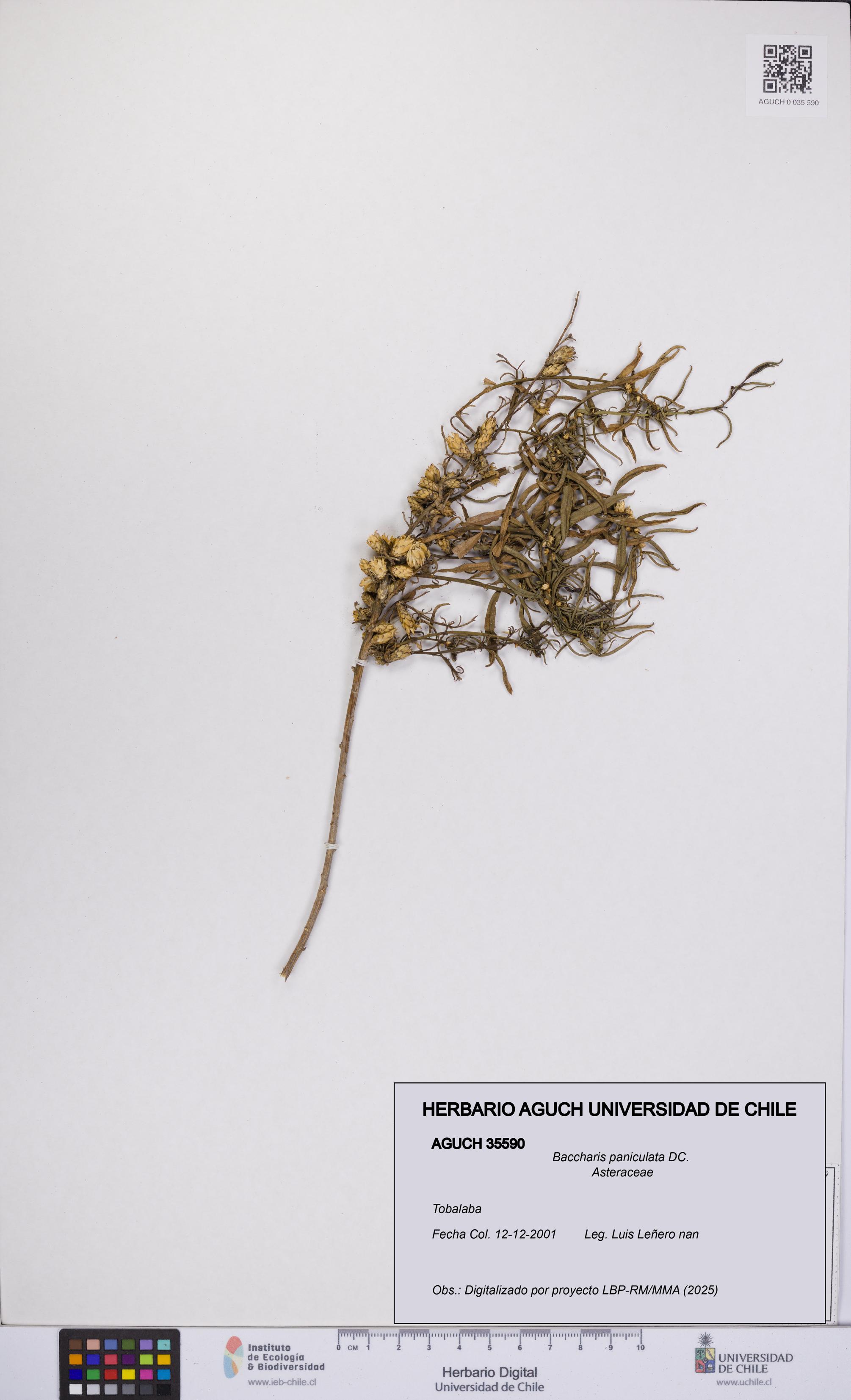 Baccharis paniculata [Espécimen: UCH:AGUCH:0035590]