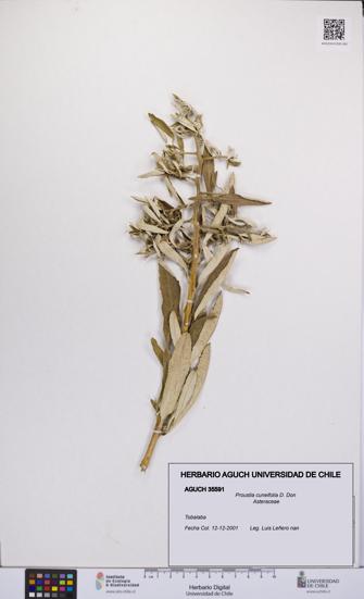 Proustia cuneifolia [Espécimen: UCH:AGUCH:0035591]