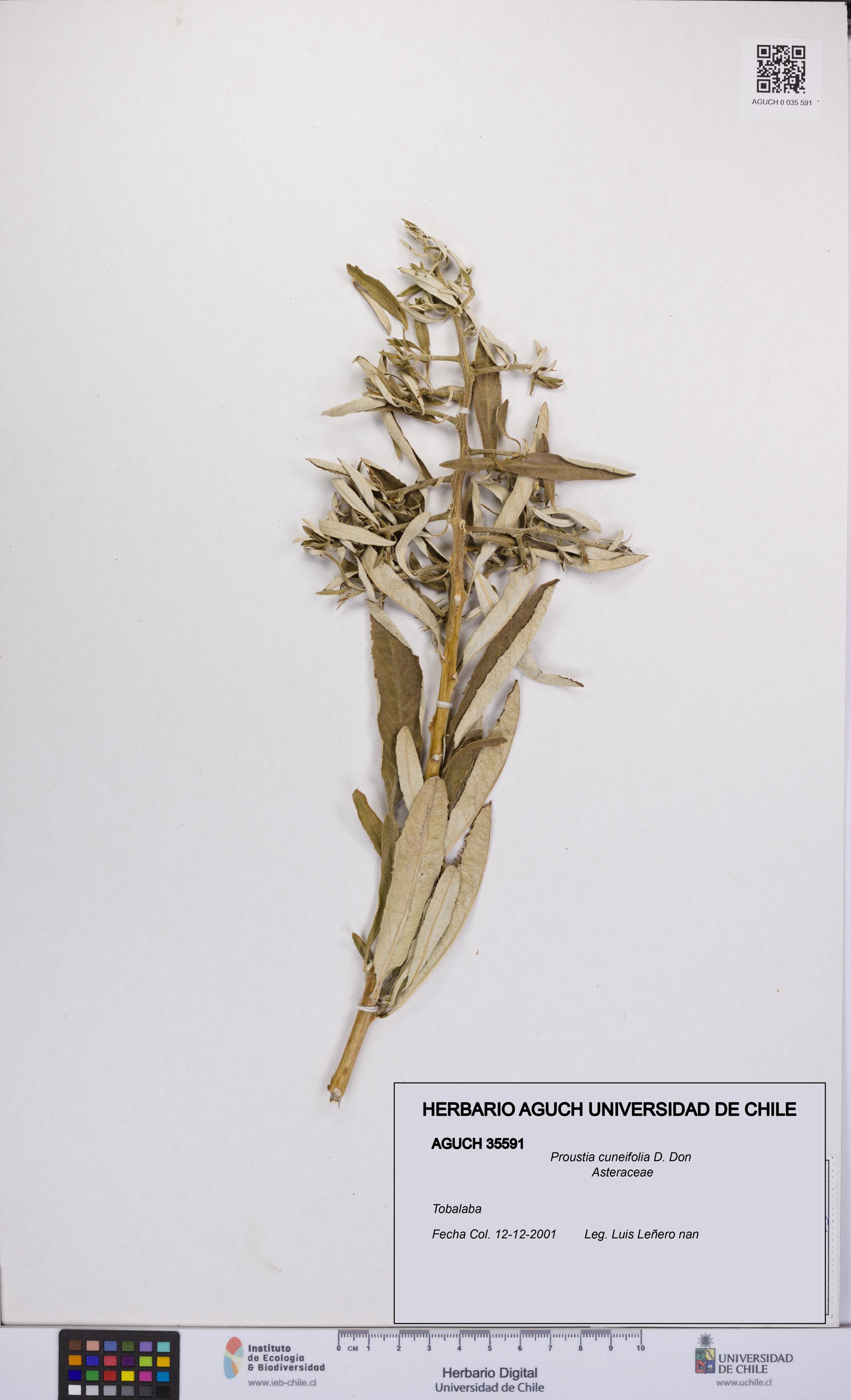 Proustia cuneifolia [Espécimen: UCH:AGUCH:0035591]