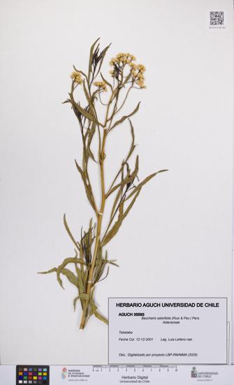 Baccharis salicifolia [Espécimen: UCH:AGUCH:0035593]
