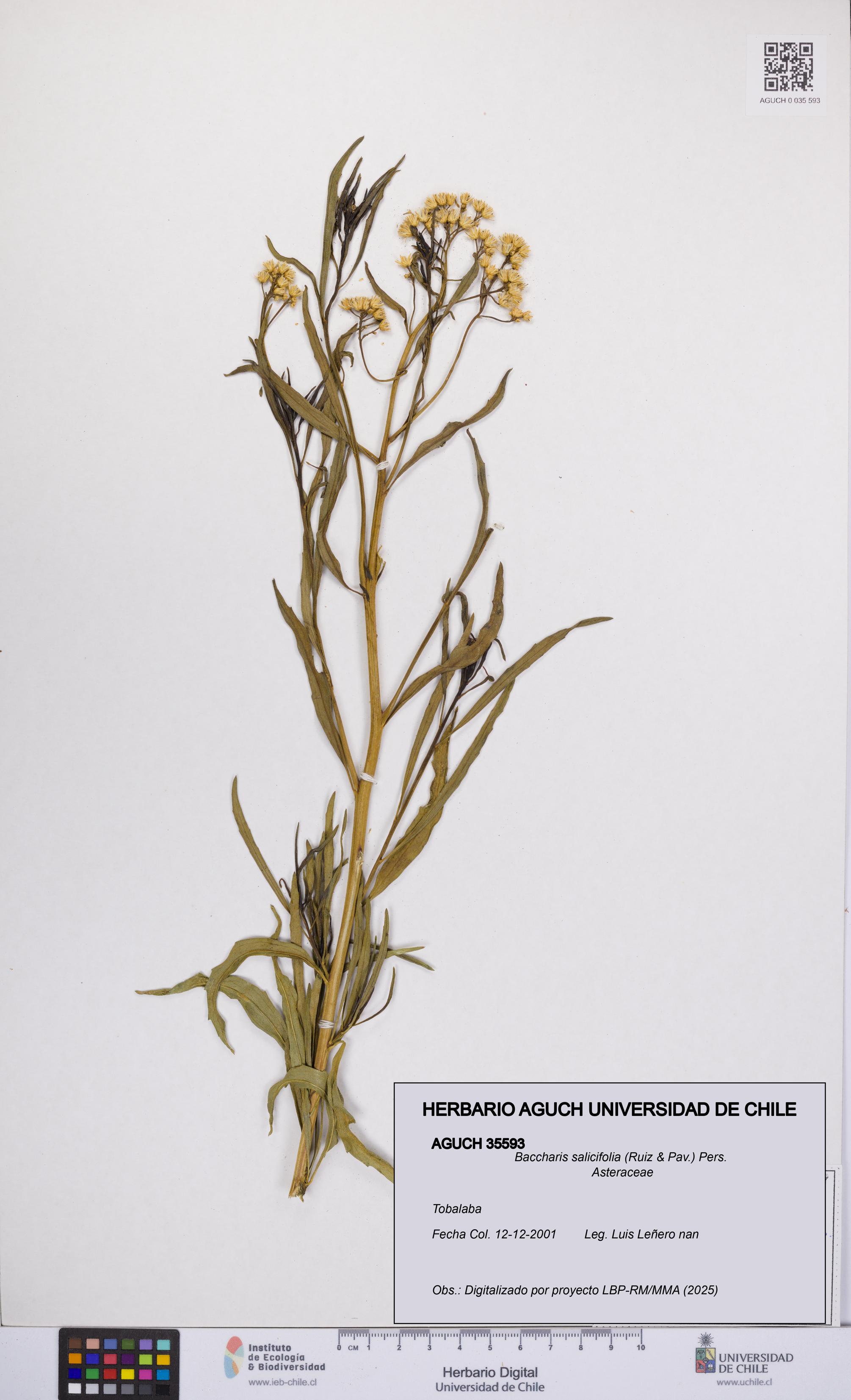 Baccharis salicifolia [Espécimen: UCH:AGUCH:0035593]