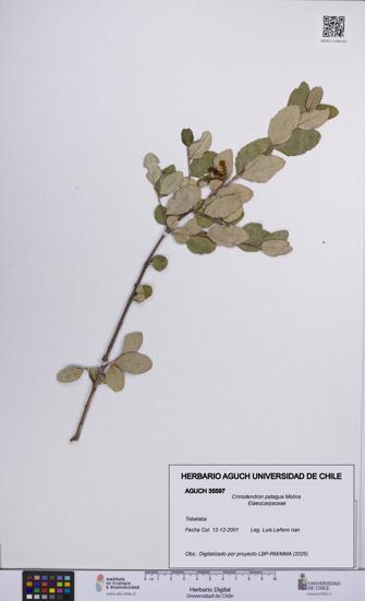 Crinodendron patagua [Espécimen: UCH:AGUCH:0035597]