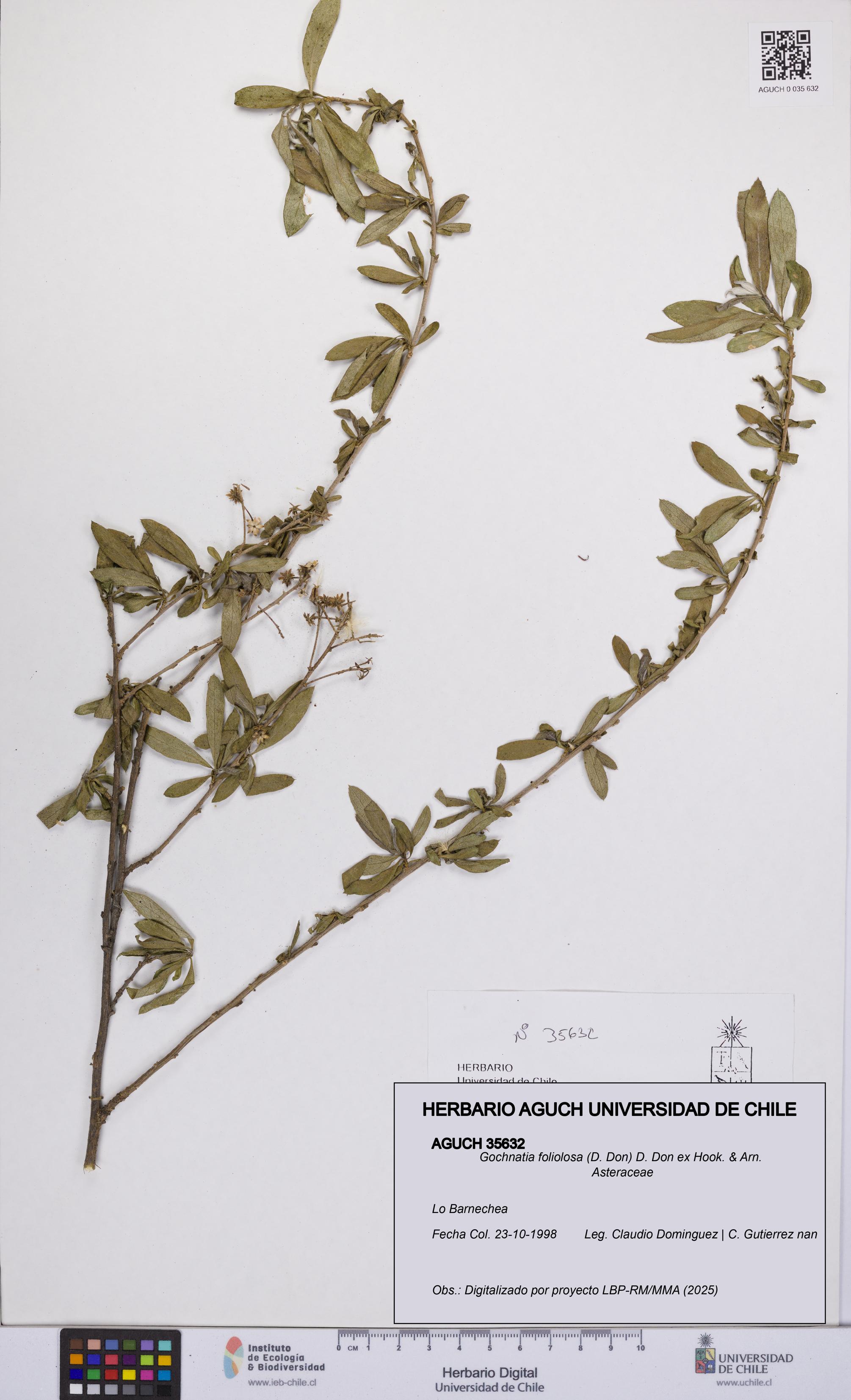 Gochnatia foliolosa [Espécimen: UCH:AGUCH:0035632]