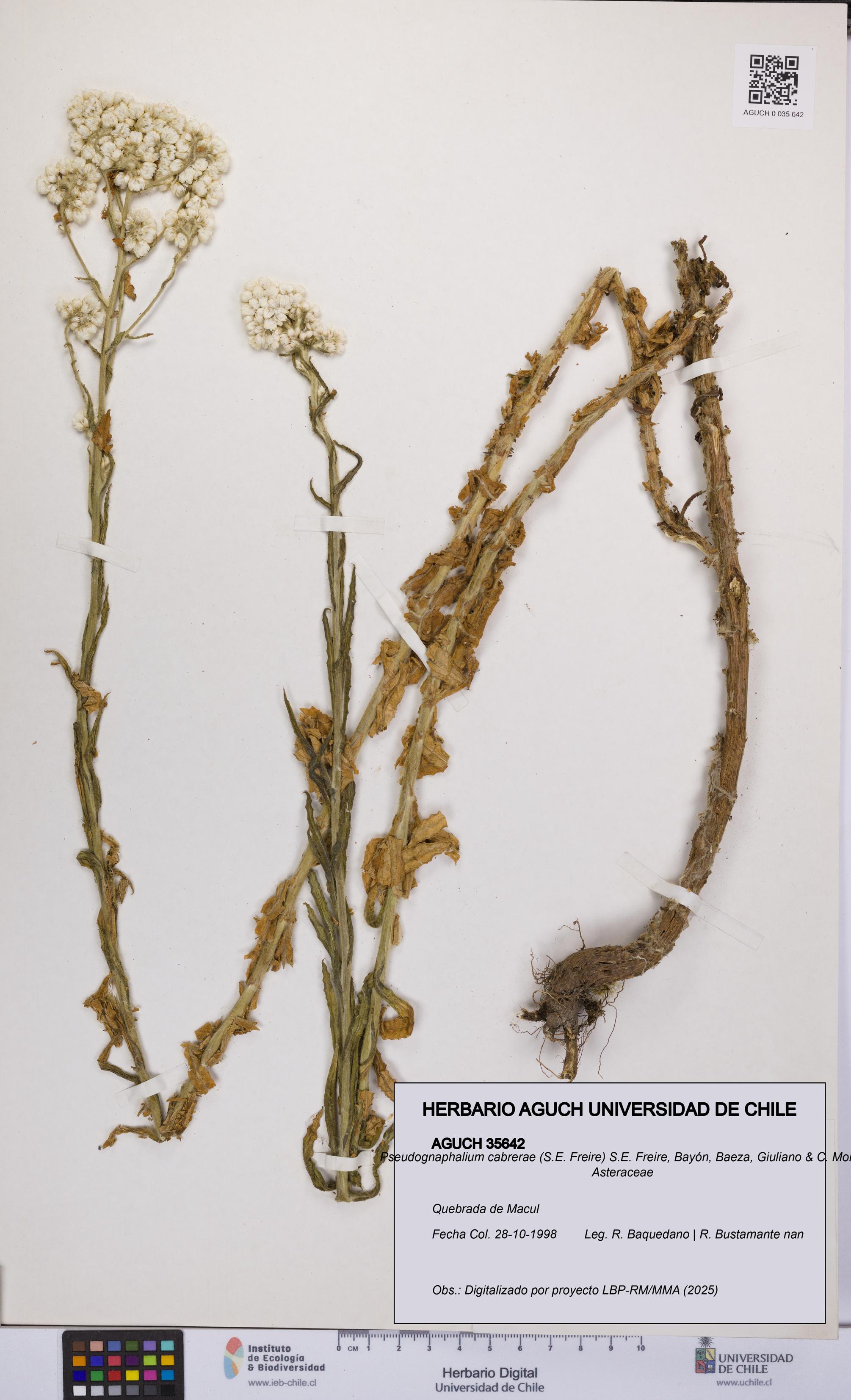 Pseudognaphalium cabrerae [Espécimen: UCH:AGUCH:0035642]