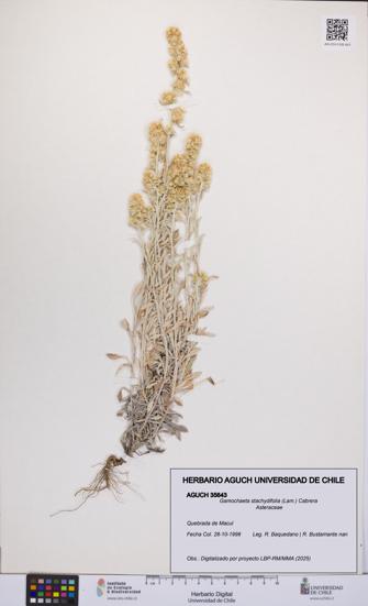 Gamochaeta stachydifolia [Espécimen: UCH:AGUCH:0035643]