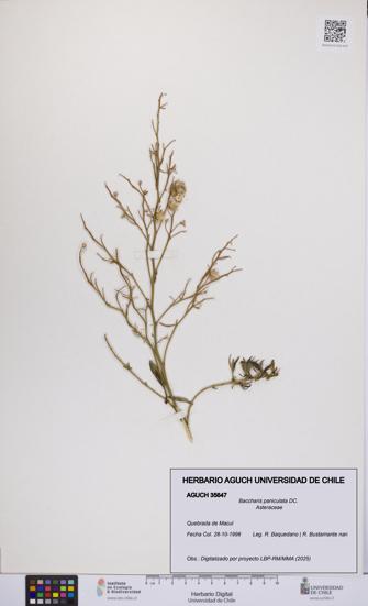 Baccharis paniculata [Espécimen: UCH:AGUCH:0035647]