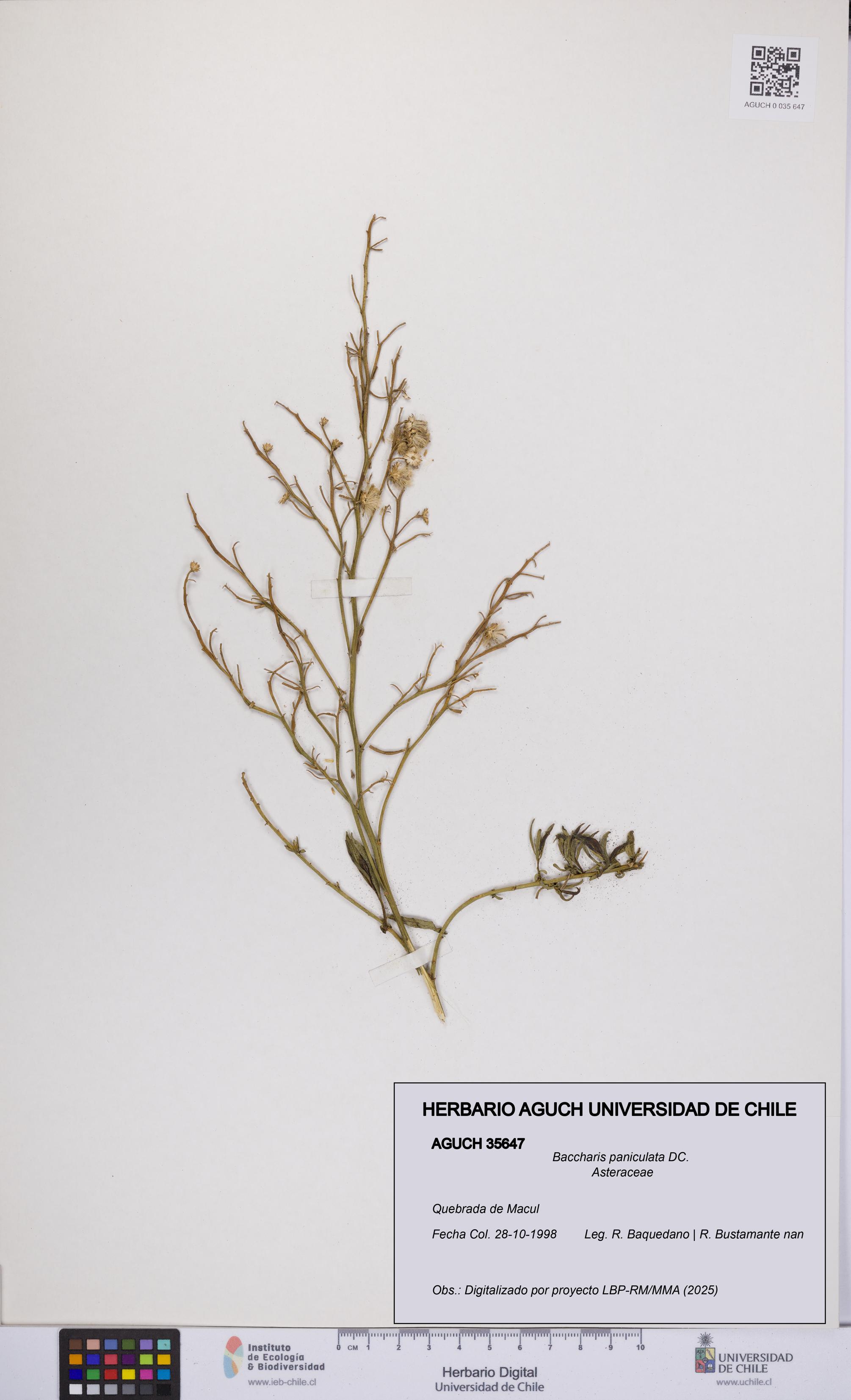 Baccharis paniculata [Espécimen: UCH:AGUCH:0035647]