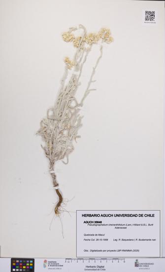 Pseudognaphalium cheiranthifolium [Espécimen: UCH:AGUCH:0035648]
