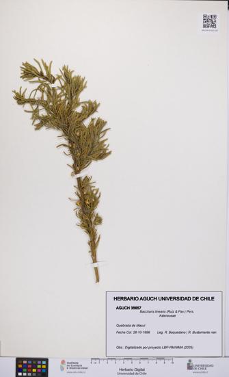 Baccharis linearis [Espécimen: UCH:AGUCH:0035657]