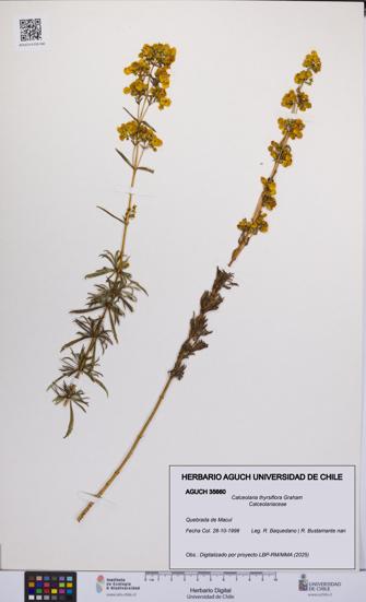 Calceolaria thyrsiflora [Espécimen: UCH:AGUCH:0035660]