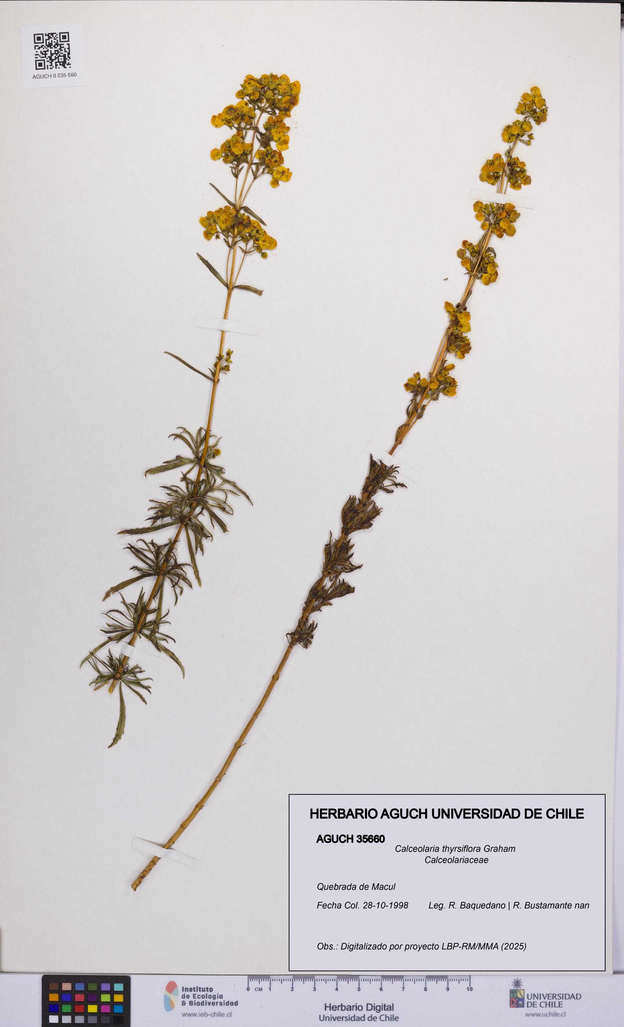 Calceolaria thyrsiflora [Espécimen: UCH:AGUCH:0035660]