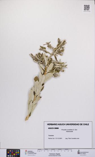 Proustia cuneifolia [Espécimen: UCH:AGUCH:0035668]