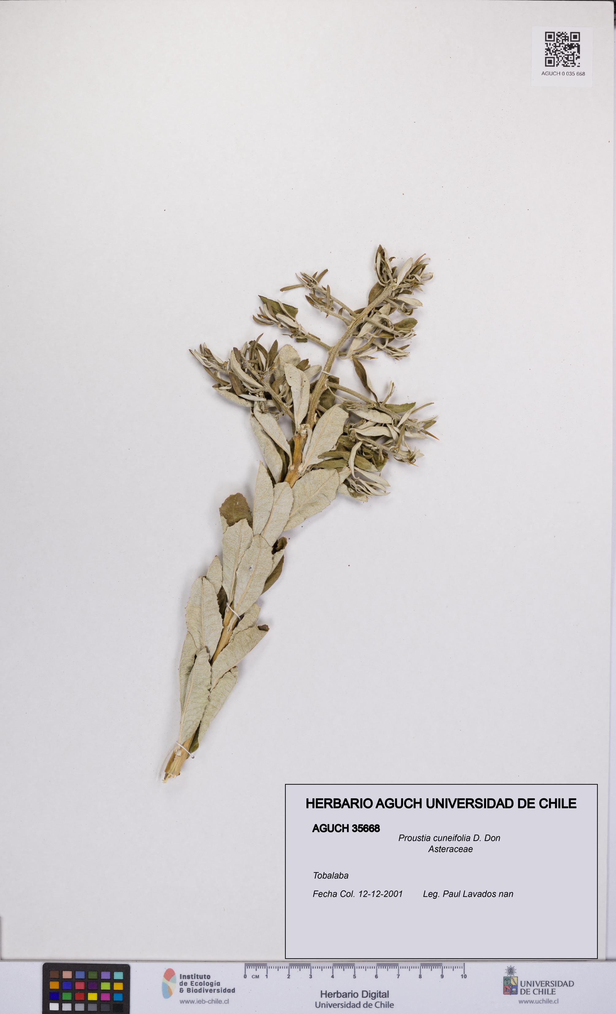 Proustia cuneifolia [Espécimen: UCH:AGUCH:0035668]