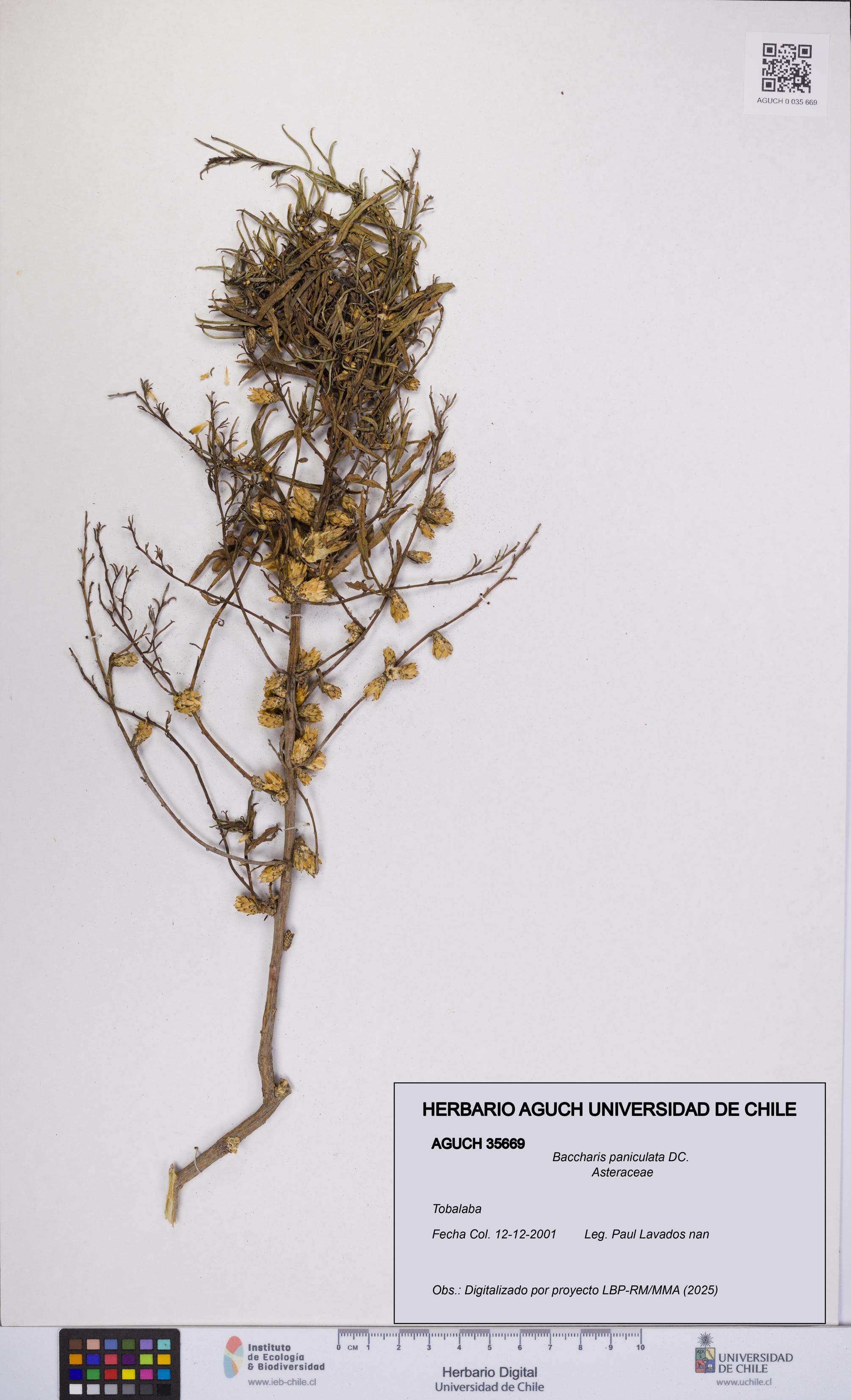 Baccharis paniculata [Espécimen: UCH:AGUCH:0035669]